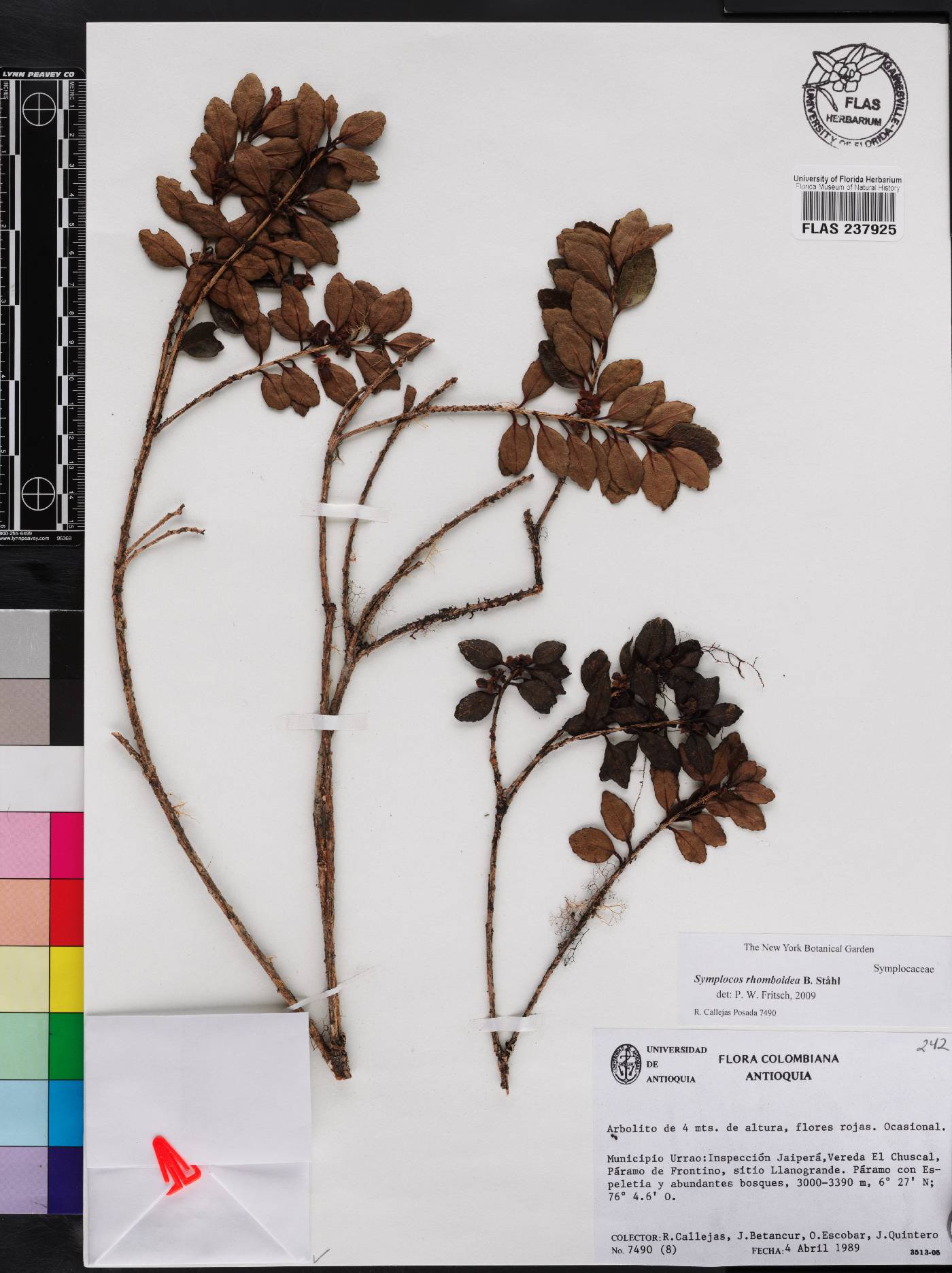 Symplocos rhomboidea image