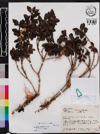 Symplocos rhomboidea image