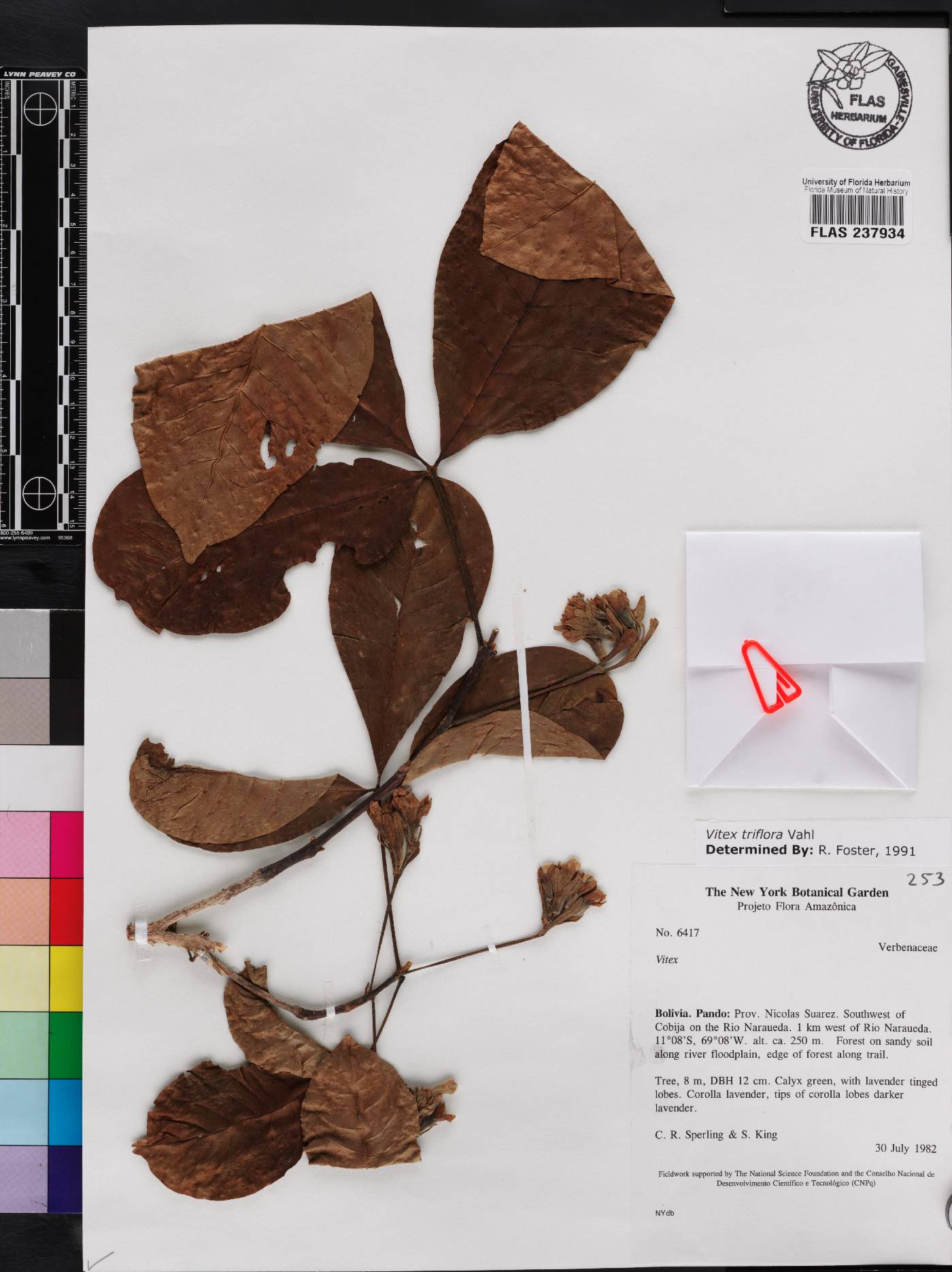 Vitex triflora image