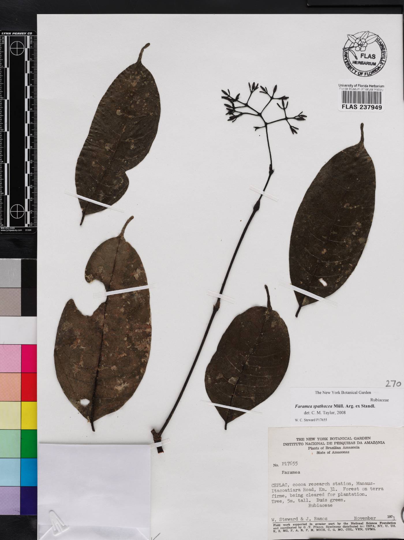 Faramea spathacea image