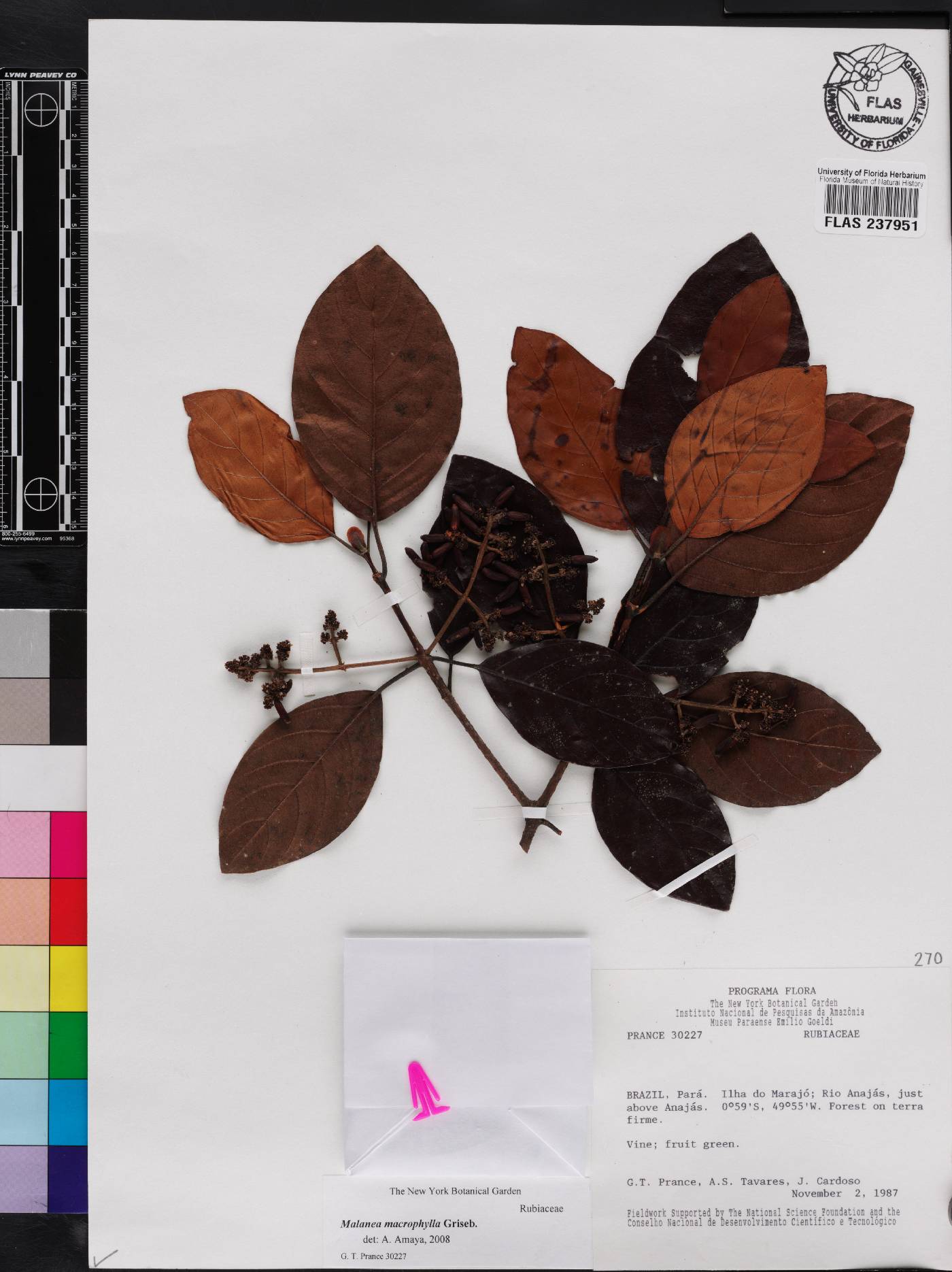 Malanea glabra image