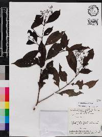 Psychotria trivialis image