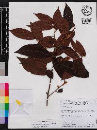 Symplocos guianensis image