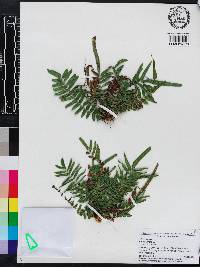 Pteris vittata image