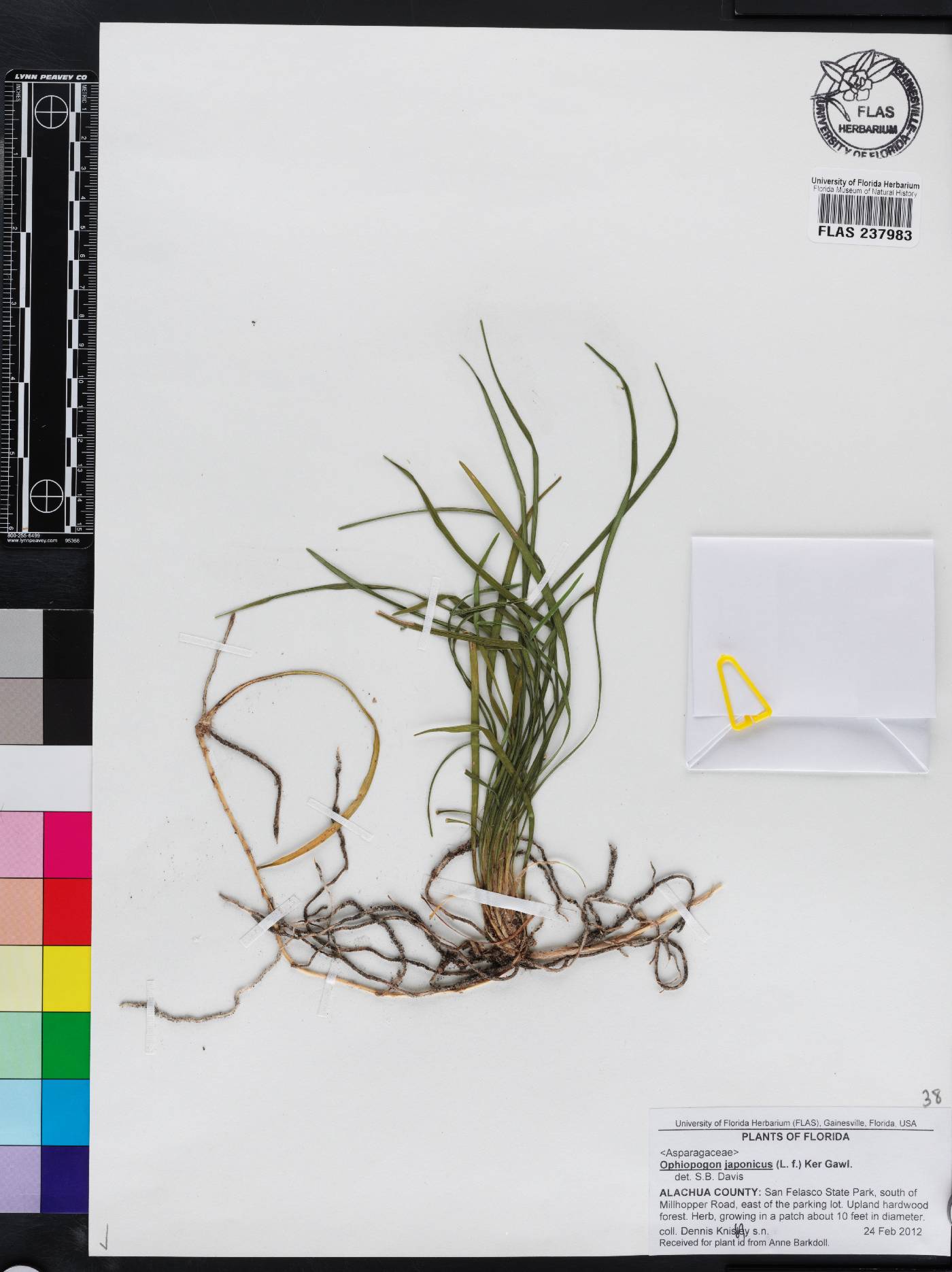 Ophiopogon japonicus image