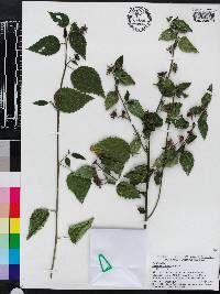 Pavonia spinifex image