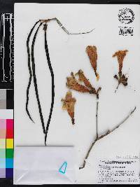 Handroanthus umbellatus image