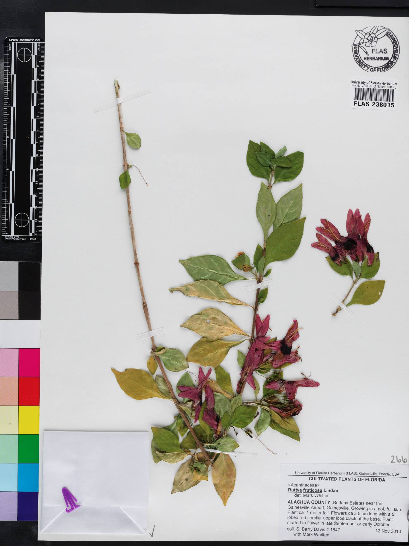 Ruttya fruticosa image