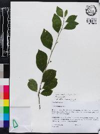 Ilex ambigua image