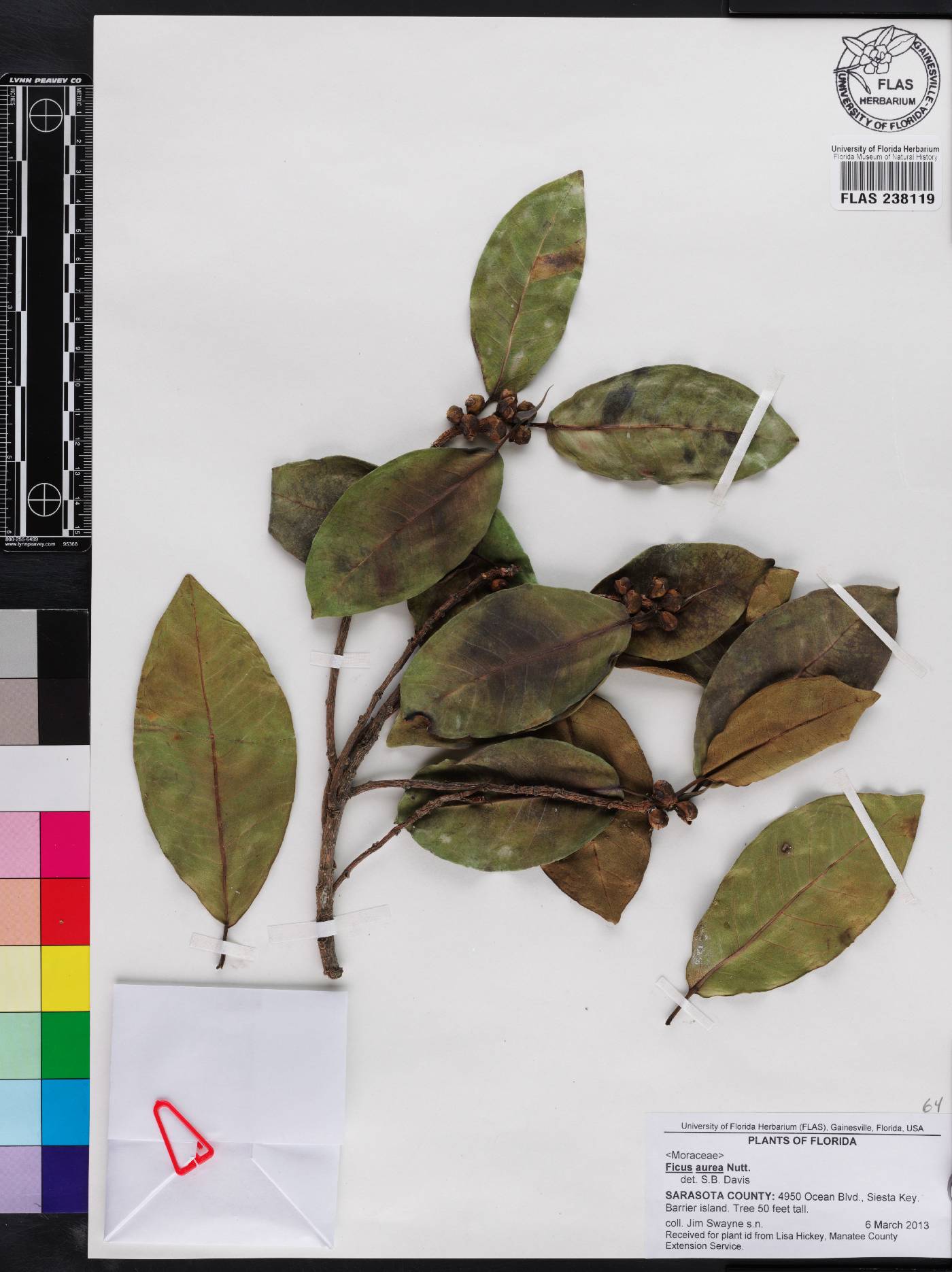 Ficus aurea image