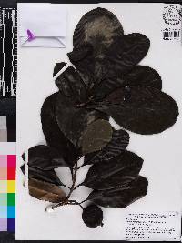 Atractocarpus fitzalanii image