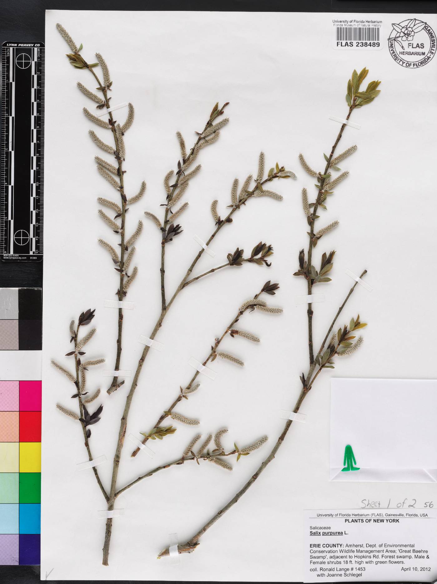 Salix purpurea image