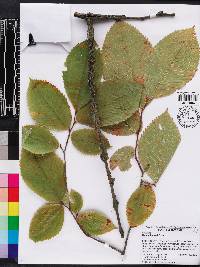 Ulmus thomasii image