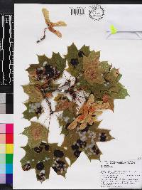 Acer platanoides image