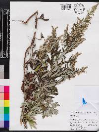 Artemisia vulgaris image