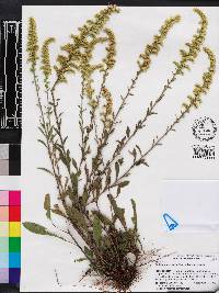 Solidago nemoralis subsp. nemoralis image