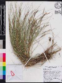 Spartina patens image