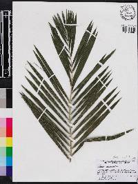 Image of Calamus caryotoides