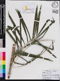 Calamus caryotoides image