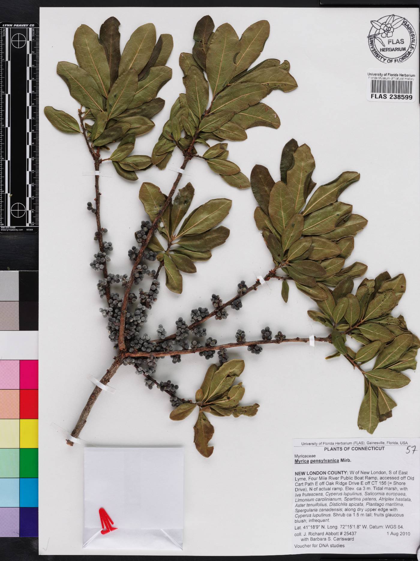 Myrica pensylvanica image