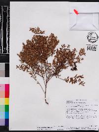 Vaccinium myrsinites image