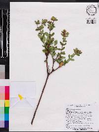 Hypericum crux-andreae image