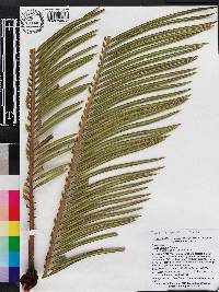 Cycas revoluta image