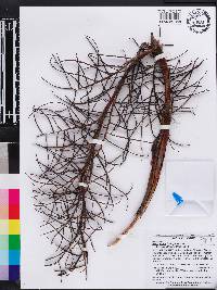 Sabal etonia image
