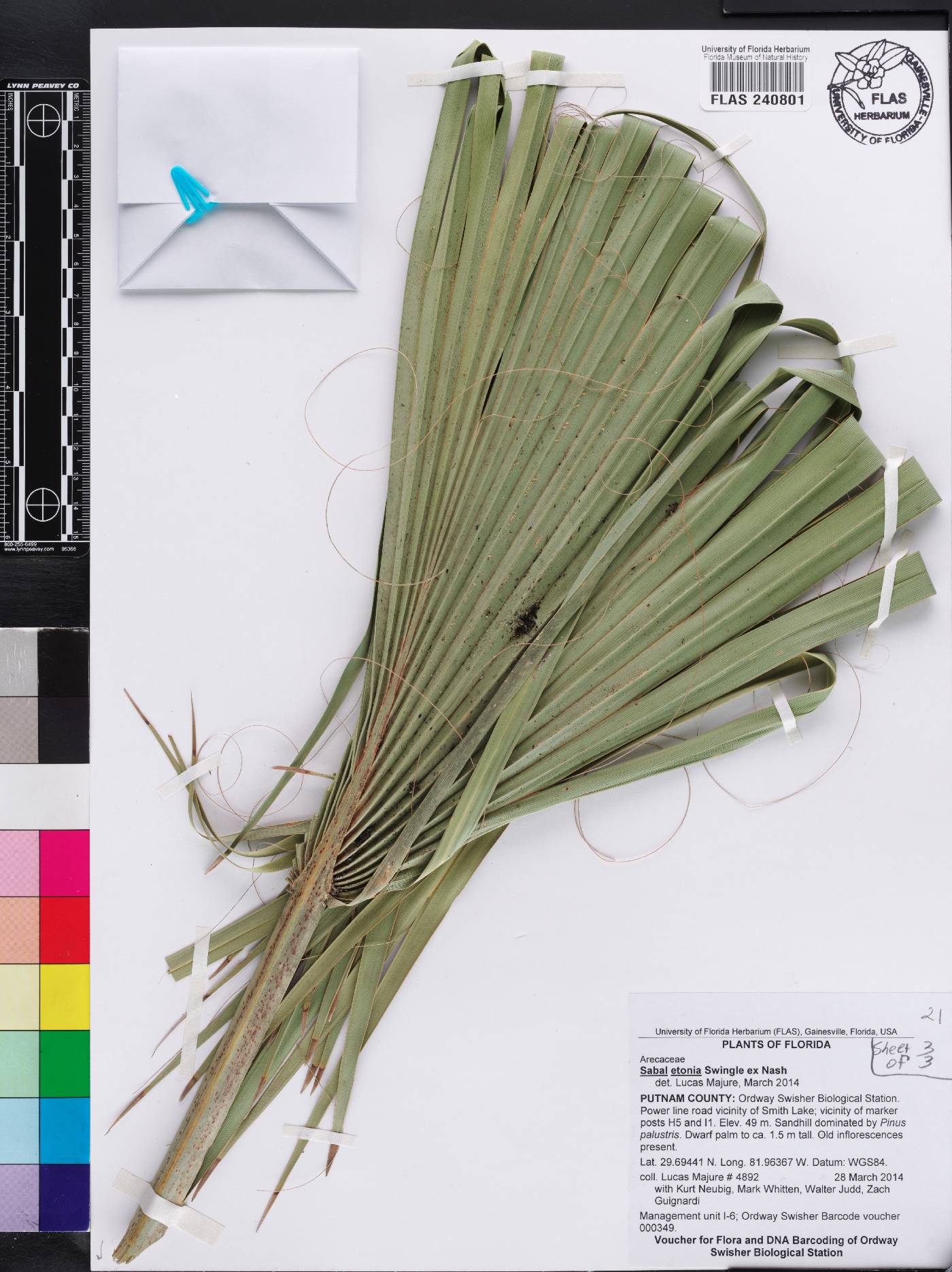 Sabal etonia image