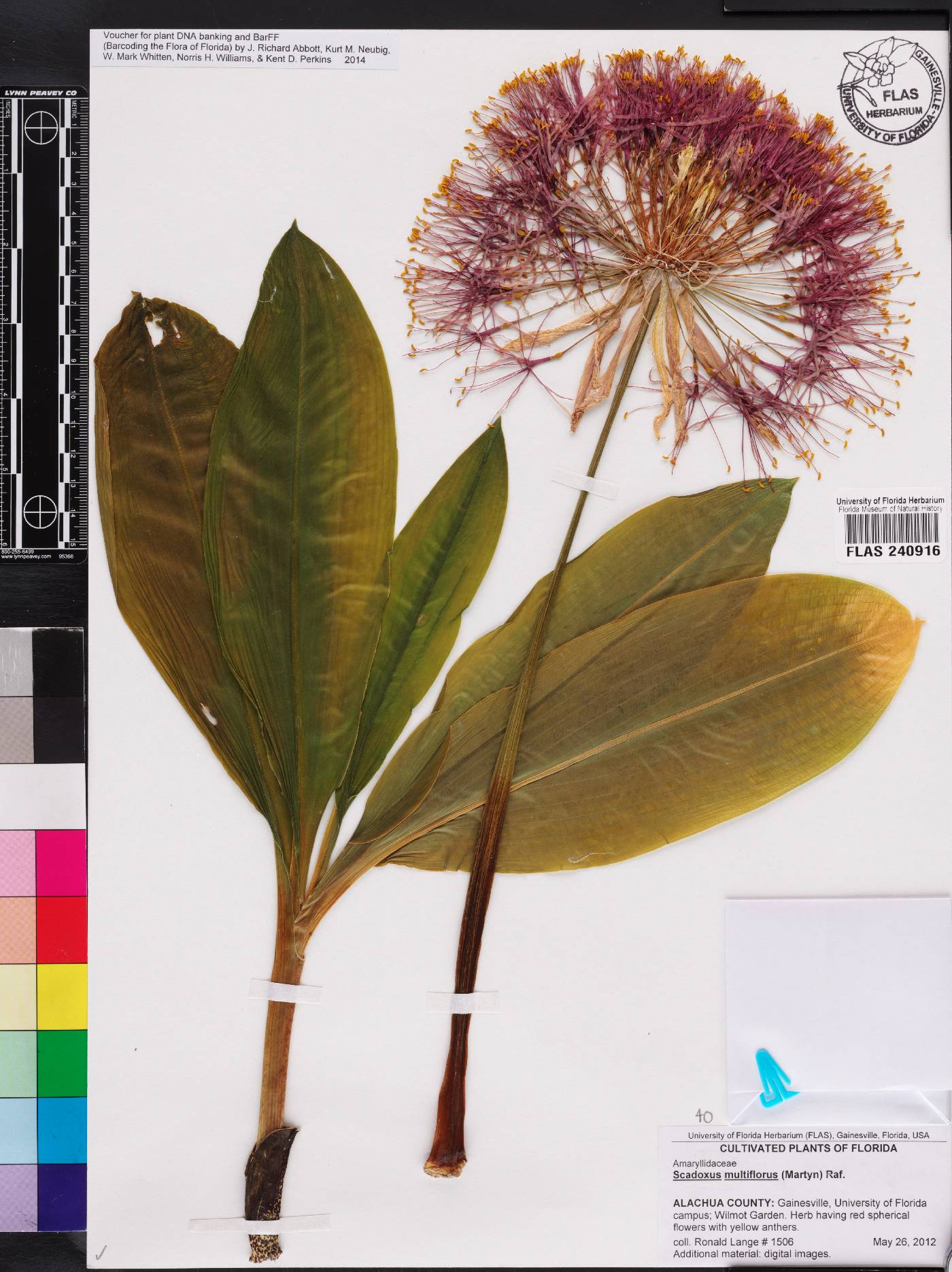 Scadoxus multiflorus image
