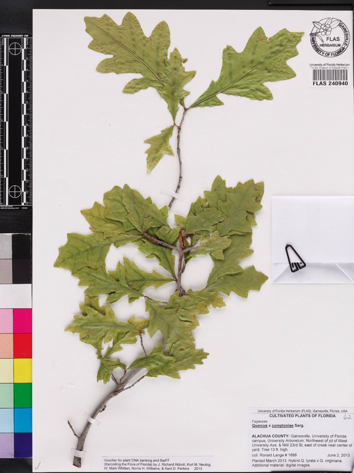 Quercus comptoniae image