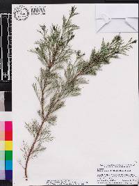 Hakea drupacea image