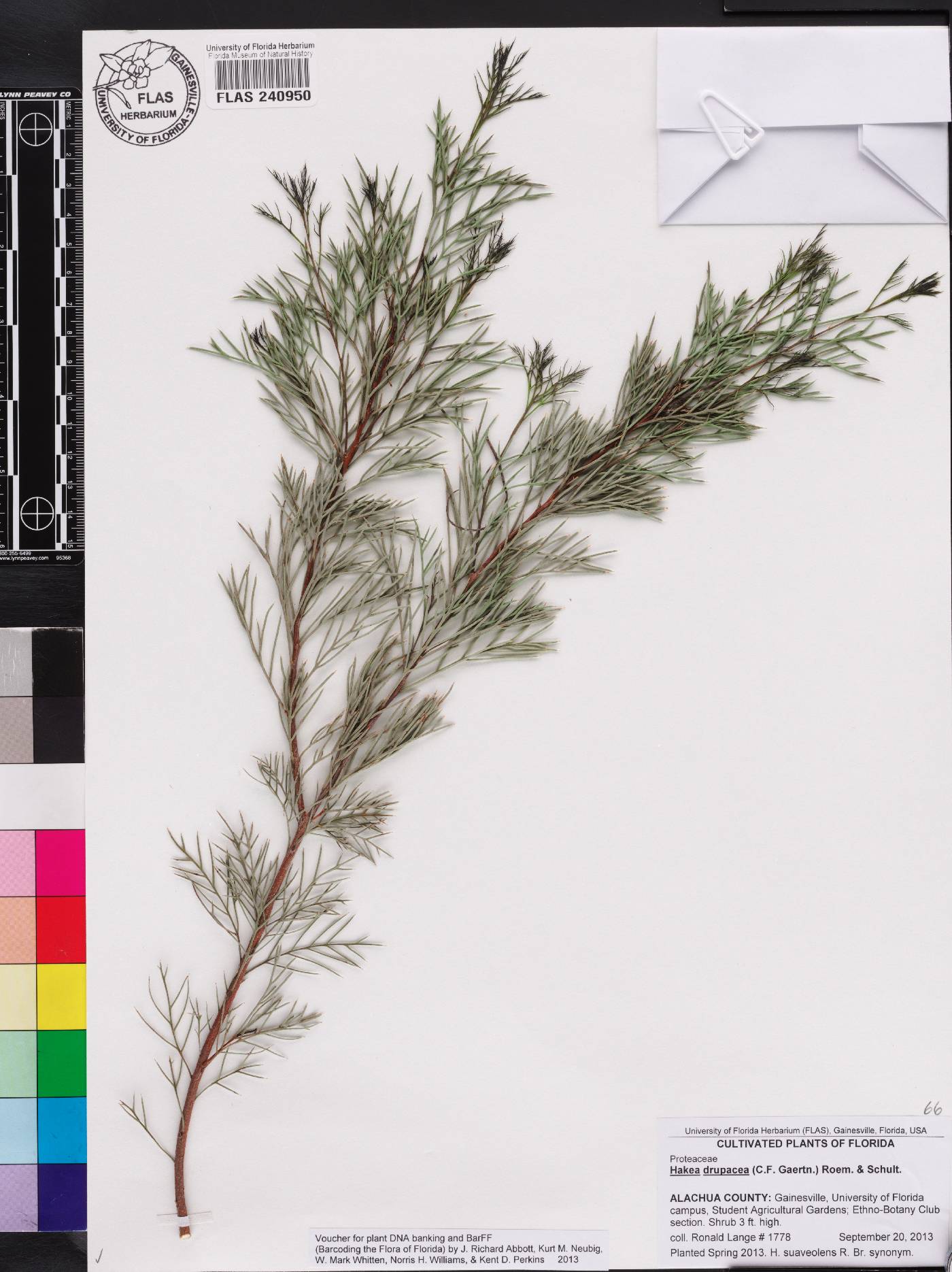 Hakea drupacea image
