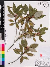 Neolitsea sericea image
