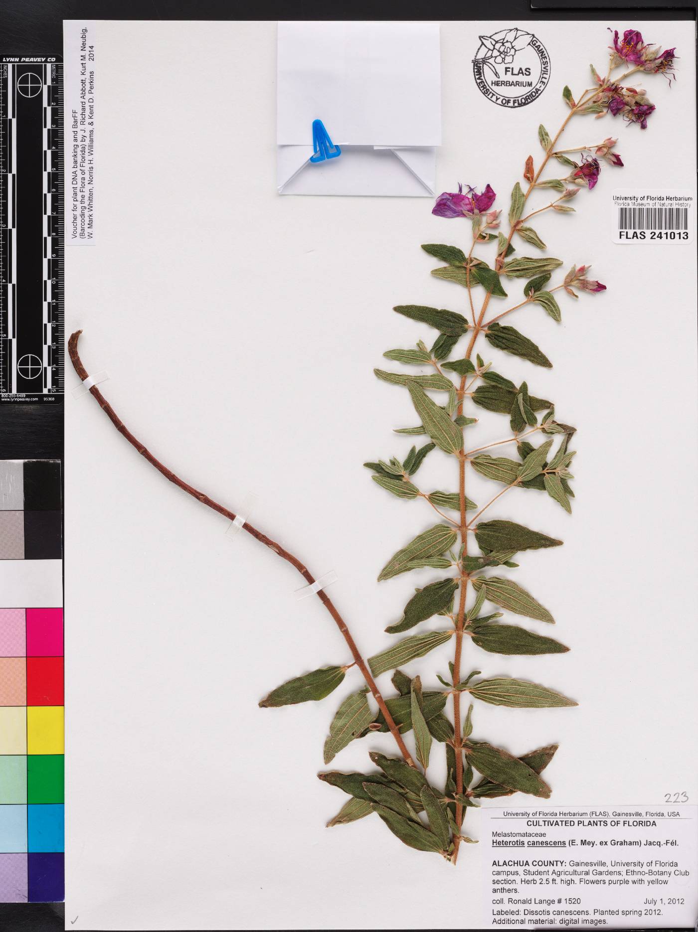 Argyrella canescens image