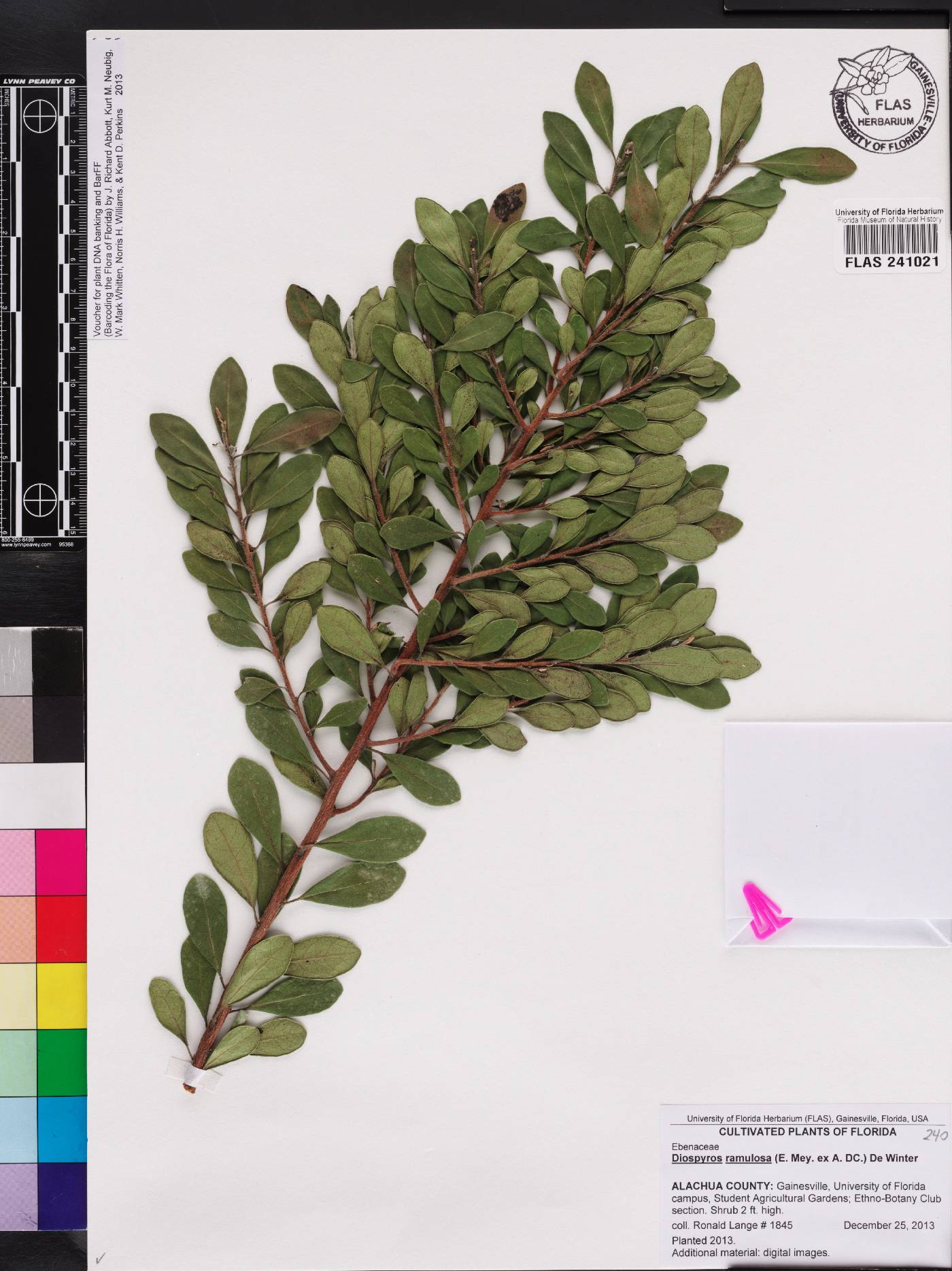 Diospyros ramulosa image