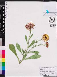 Calendula officinalis image