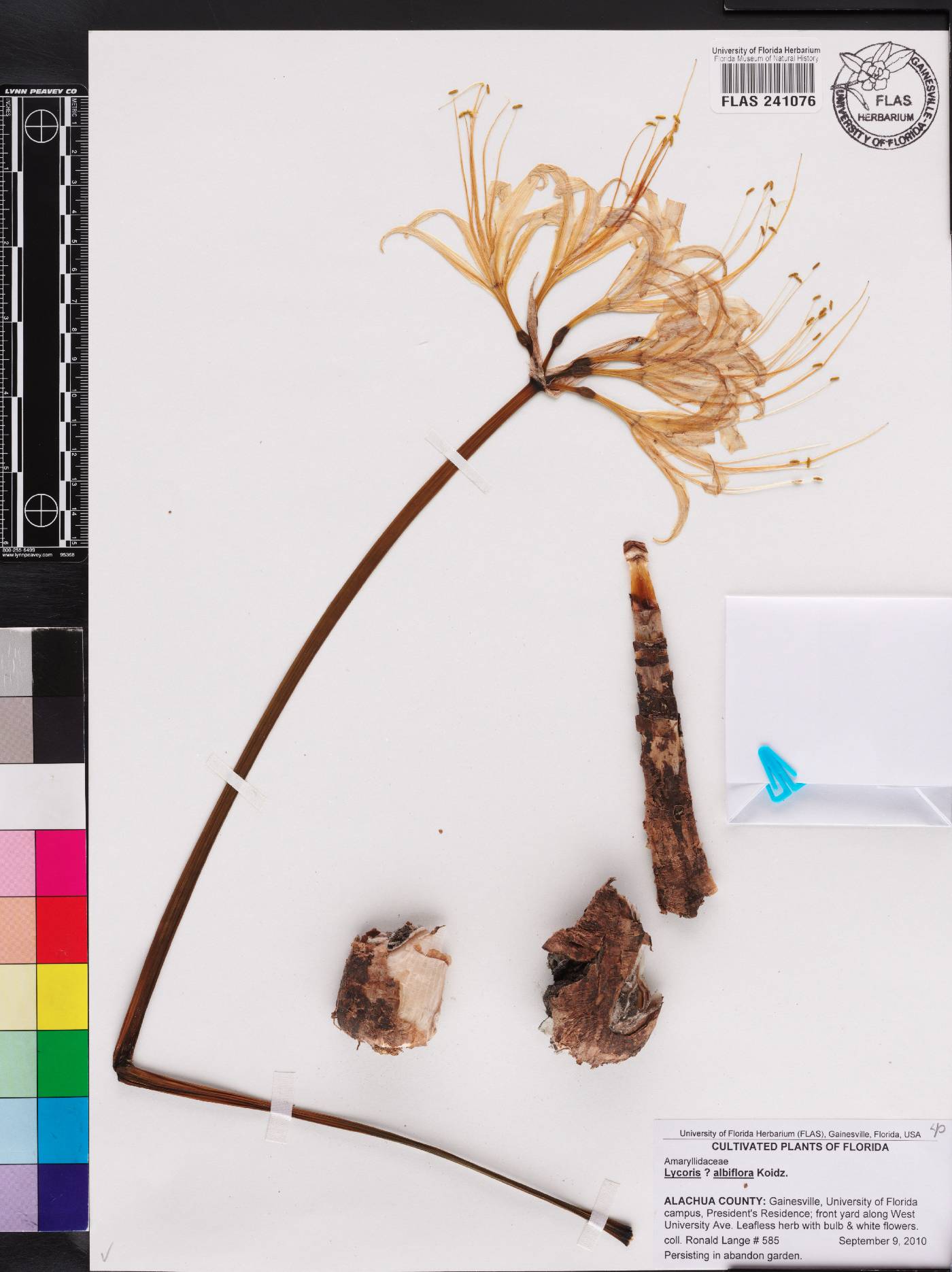 Lycoris albiflora image