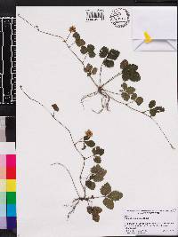 Potentilla indica image