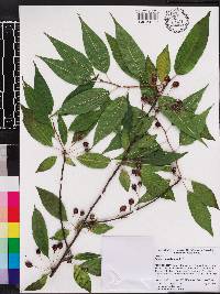 Prunus pensylvanica image