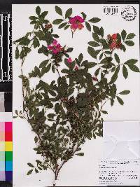 Rosa palustris image