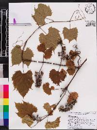 Vitis riparia image