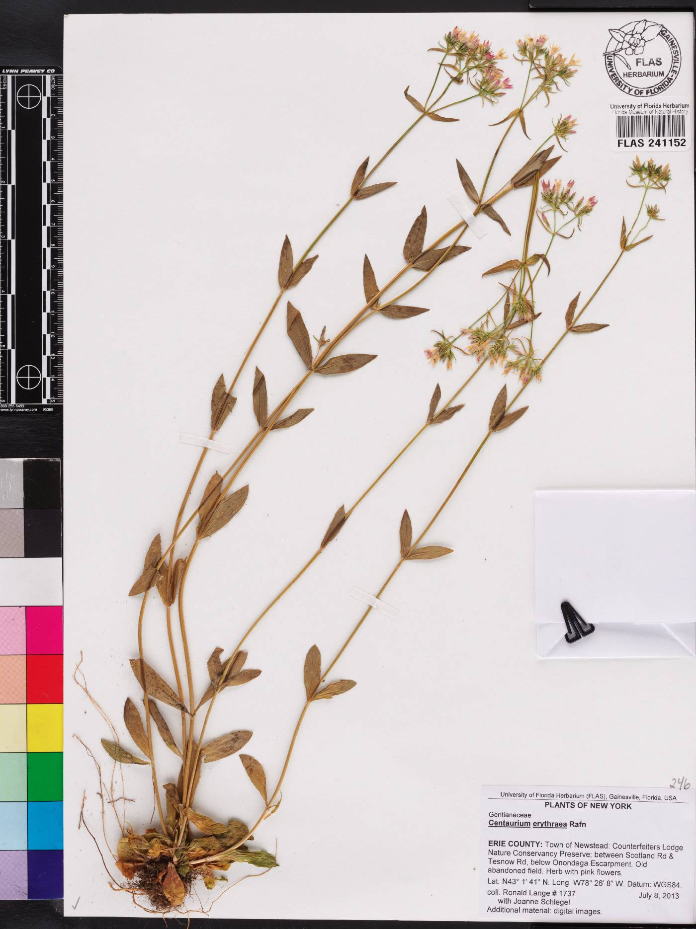 Centaurium erythraea image