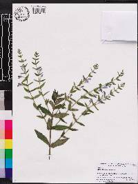 Scutellaria galericulata image