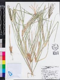 Eustachys petraea image