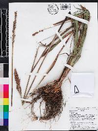 Sorghum bicolor image