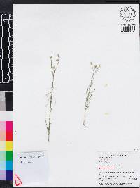 Linum carteri var. carteri image