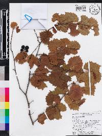 Vitis rotundifolia image