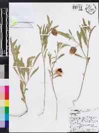 Physalis walteri image