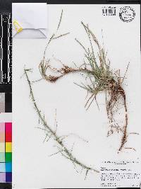 Eremochloa ophiuroides image